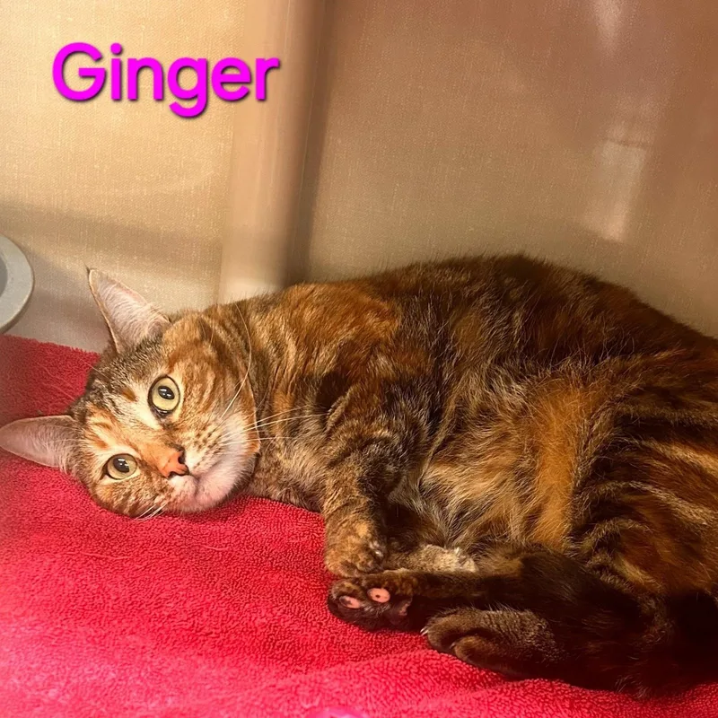 An adult medium-sized female Torbie Domestic Short Hair cat named Ginger for adoption in Saint Marys, PA
