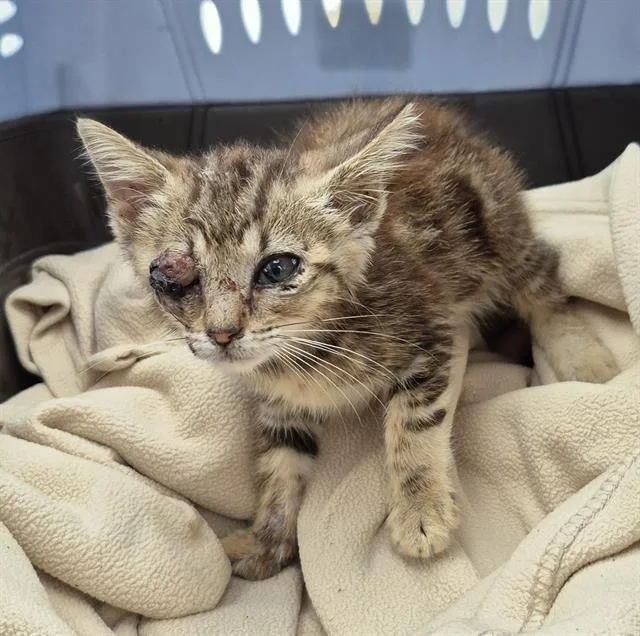 A baby small-sized female Domestic Short Hair cat named Mochi for adoption in San Antonio, TX