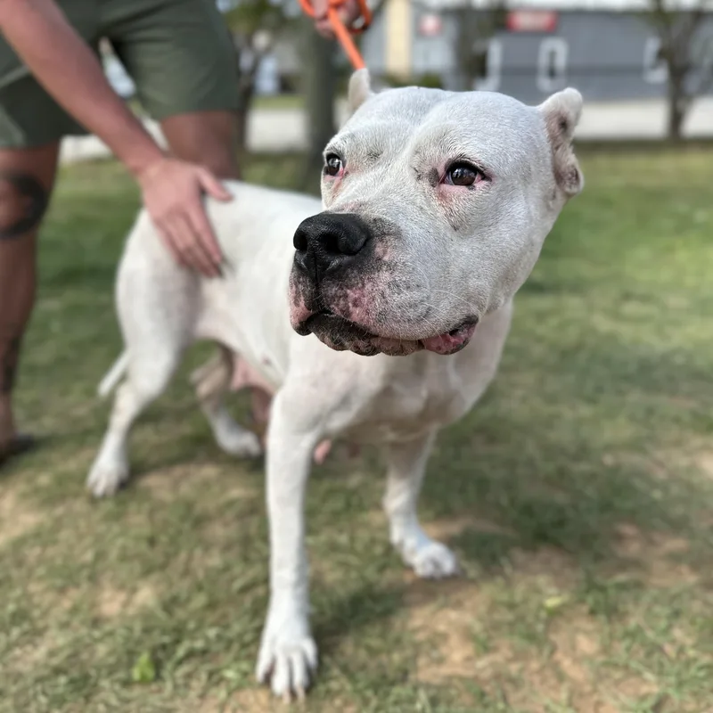 Love Shack thumbnail 2