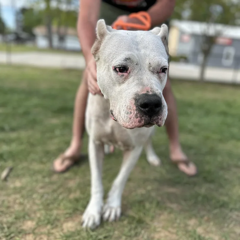 Love Shack thumbnail 3