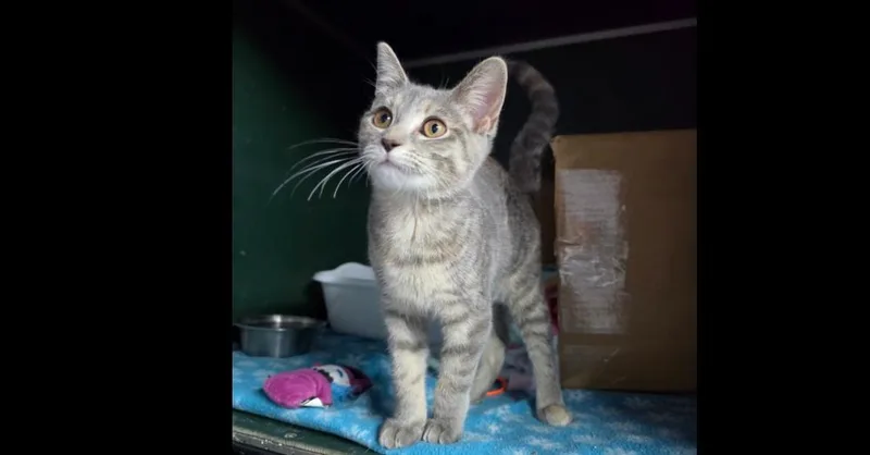 A baby small-sized female Domestic Short Hair cat named Mermaid for adoption in Mishawaka, IN