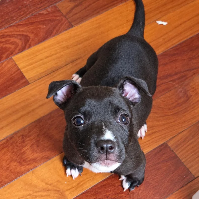 A baby medium-sized female Black Pit Bull Terrier dog named Posie for adoption in New Orleans, LA