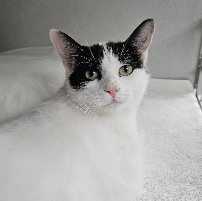 A young small-sized female Domestic Short Hair cat named Melody for adoption in Los Angeles, CA