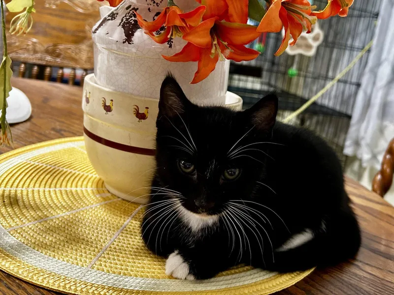 A young medium-sized male Black & White / Tuxedo Tuxedo cat named Sully or Sylvesterkk for adoption in White Bluff, TN