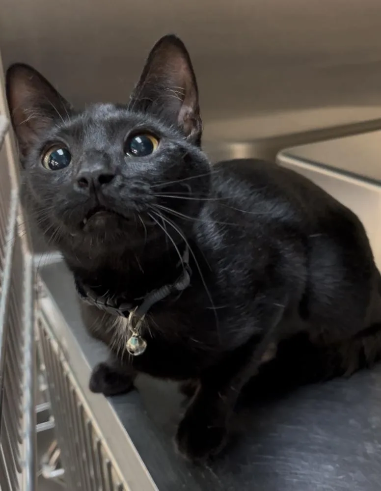 A baby medium-sized female Black Domestic Short Hair cat named Midnight for adoption in Taylor, PA