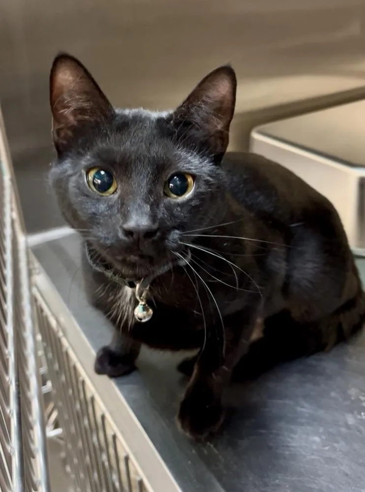 Midnight thumbnail 2