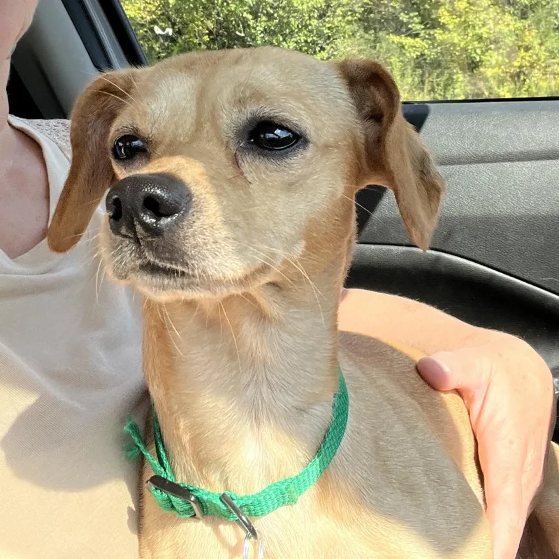A young small-sized male Chihuahua dog named Pancake for adoption in Farmersville, OH