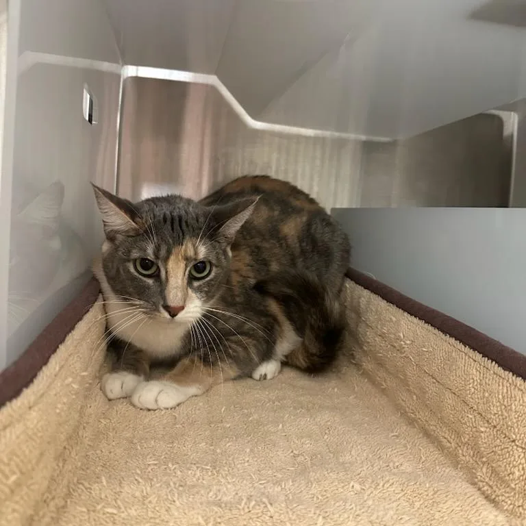 A young medium-sized female Tortoiseshell Domestic Short Hair cat named Sylvia for adoption in Santa Barbara, CA