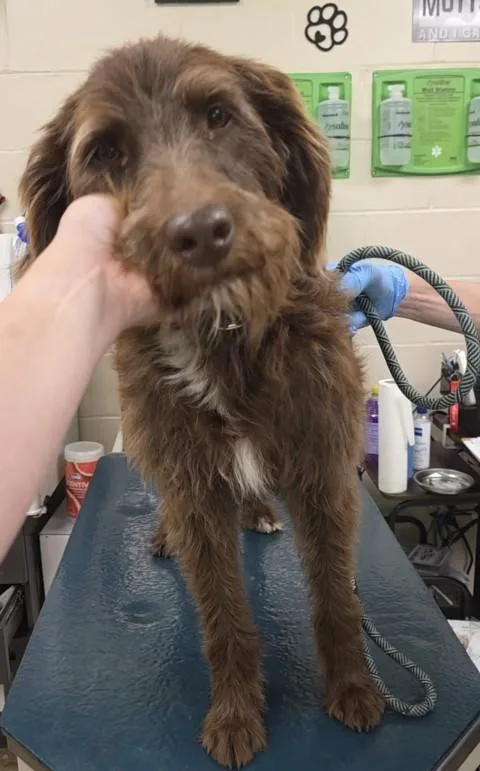 A young medium-sized male Wirehaired Pointing Griffon dog named Mixon for adoption in Mobile, AL