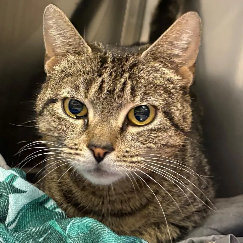 An adult small-sized female Brown / Chocolate Domestic Short Hair cat named Heather for adoption in East Hanover, NJ