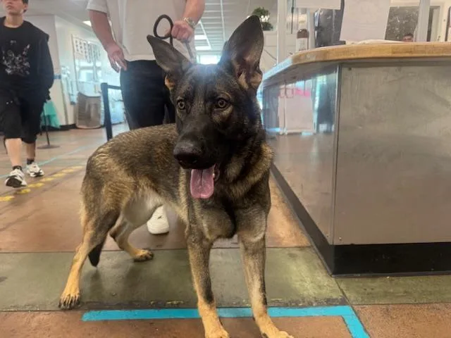 A young large-sized male German Shepherd Dog dog named Sarge for adoption in Van Nuys, CA