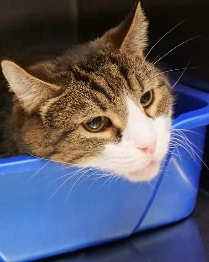 A senior medium-sized male Domestic Short Hair cat named Mater for adoption in Fishers, IN