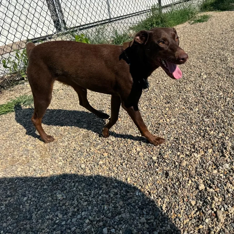 A young medium-sized female Brown / Chocolate Doberman Pinscher dog named Nutella for adoption in Monticello, IA