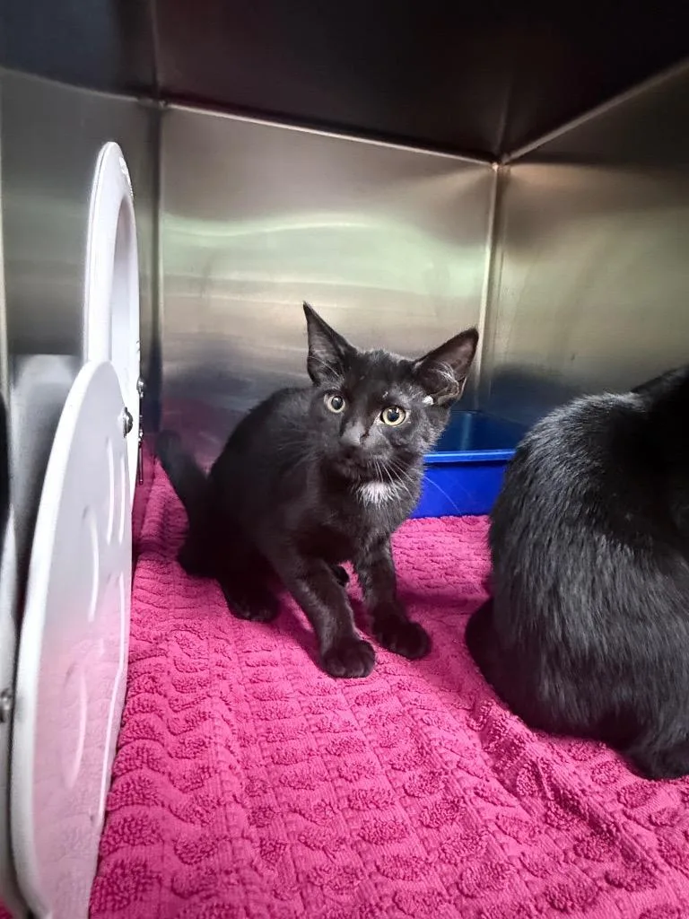 A baby medium-sized male Domestic Short Hair cat named Alastor for adoption in Waverly, TN