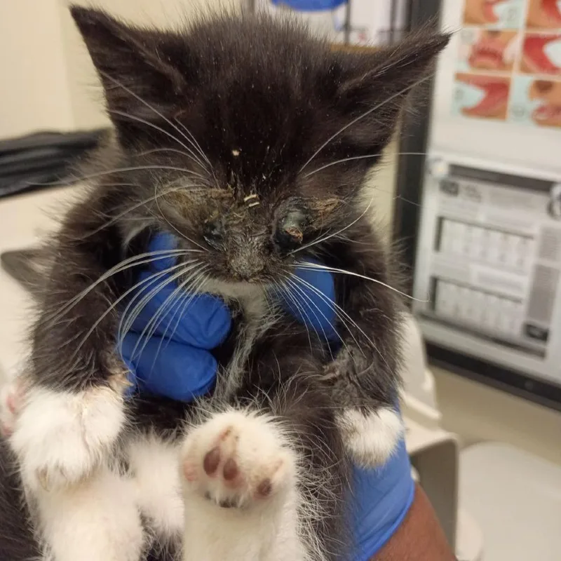 A baby small-sized female Black Domestic Medium Hair cat named Mary for adoption in Lynchburg, VA