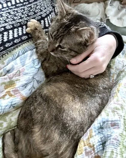 An adult medium-sized female Domestic Short Hair cat named Fly Girl for adoption in Washington, DC