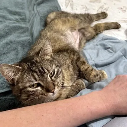 Fly Girl thumbnail 2