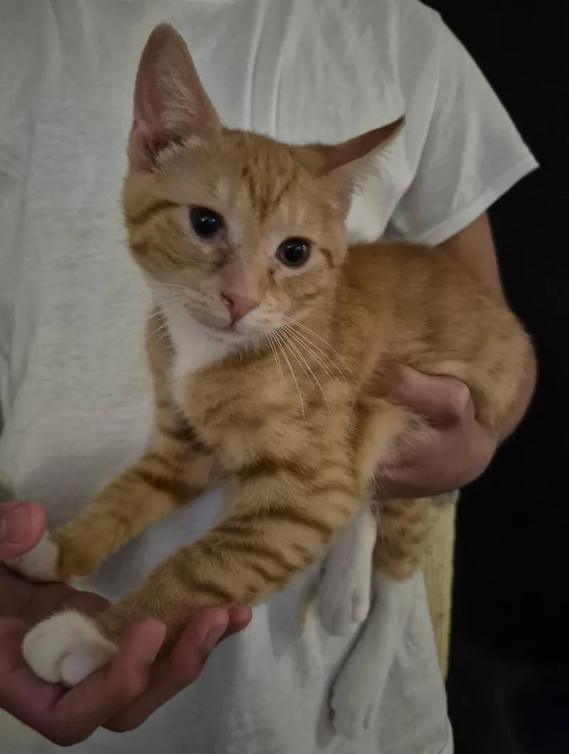A baby small-sized male Domestic Short Hair cat named Cheddar for adoption in Bellmawr, NJ