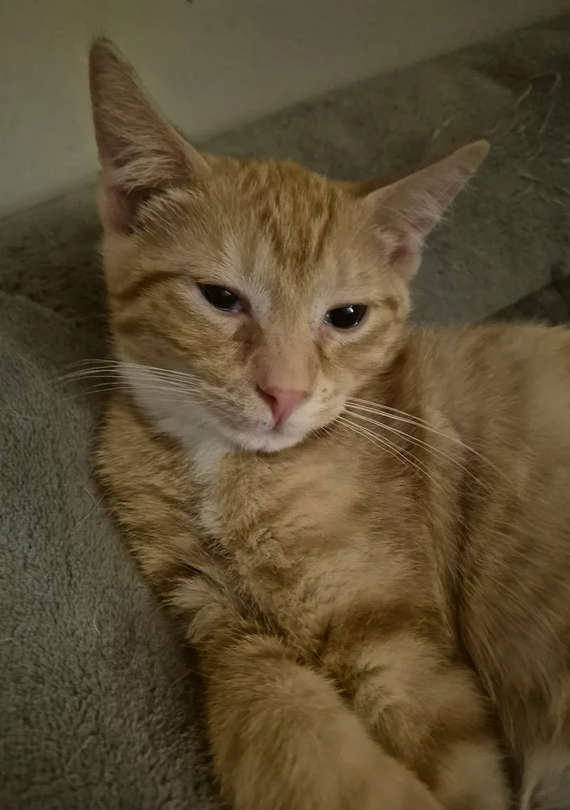 Cheddar thumbnail 3