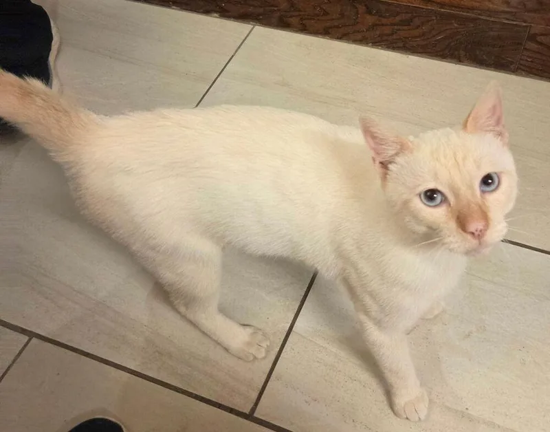 A young medium-sized male Siamese cat named Reckless NC for adoption in Dallas, TX