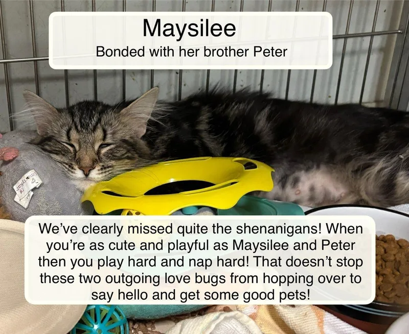 Peter and Maysilee thumbnail 2