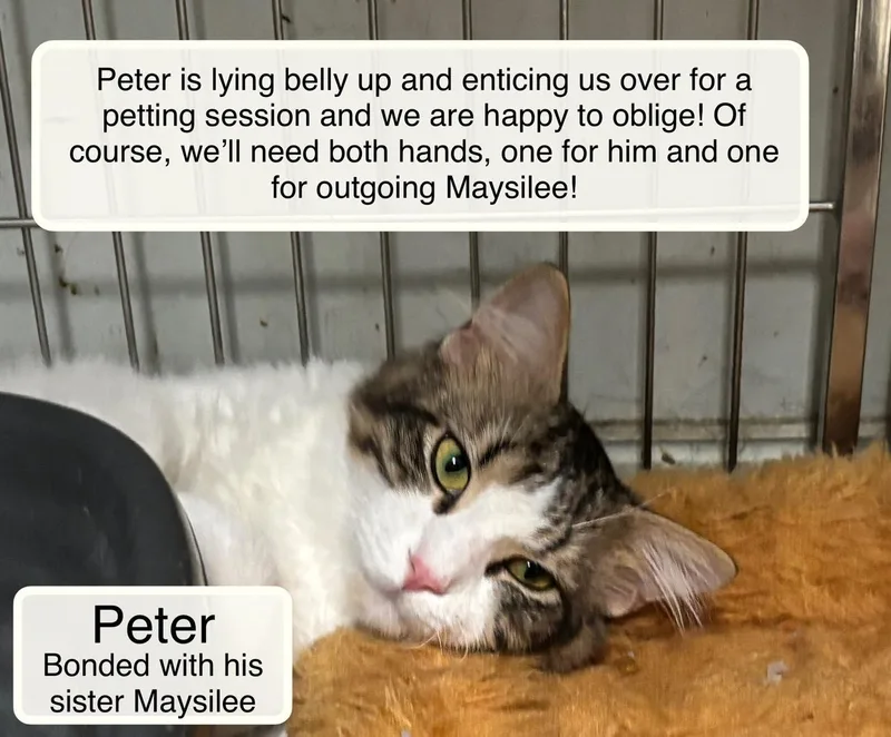 Peter and Maysilee thumbnail 3