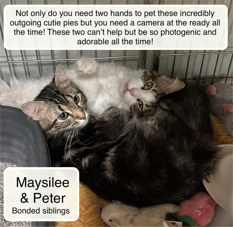 Peter and Maysilee thumbnail 4