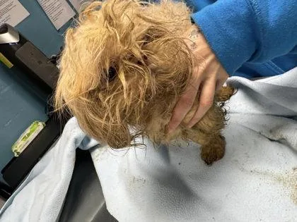 A young small-sized female Shih Tzu dog named Rita for adoption in Hobart, IN