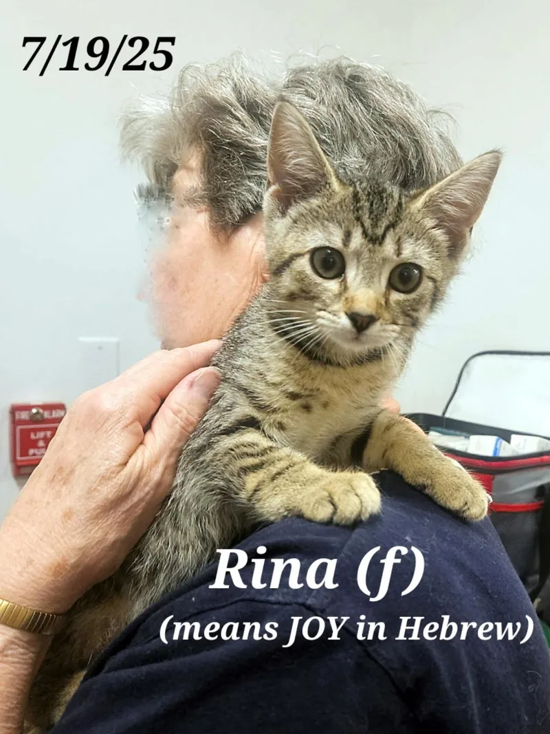 A young medium-sized female Brown / Chocolate Tabby cat named Atarah   And for adoption in Staunton, VA