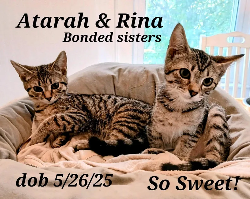 Atarah   And thumbnail 2