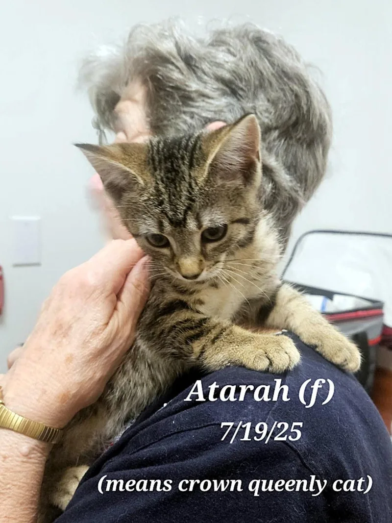 Atarah   And thumbnail 4