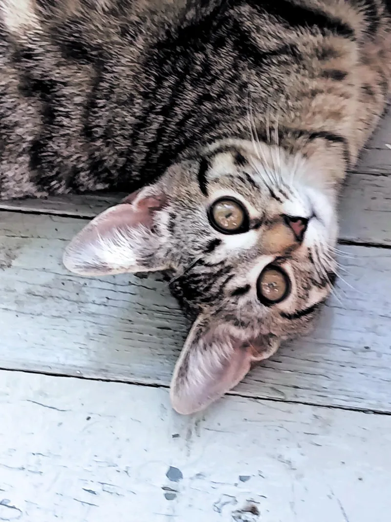 Atarah   And thumbnail 5