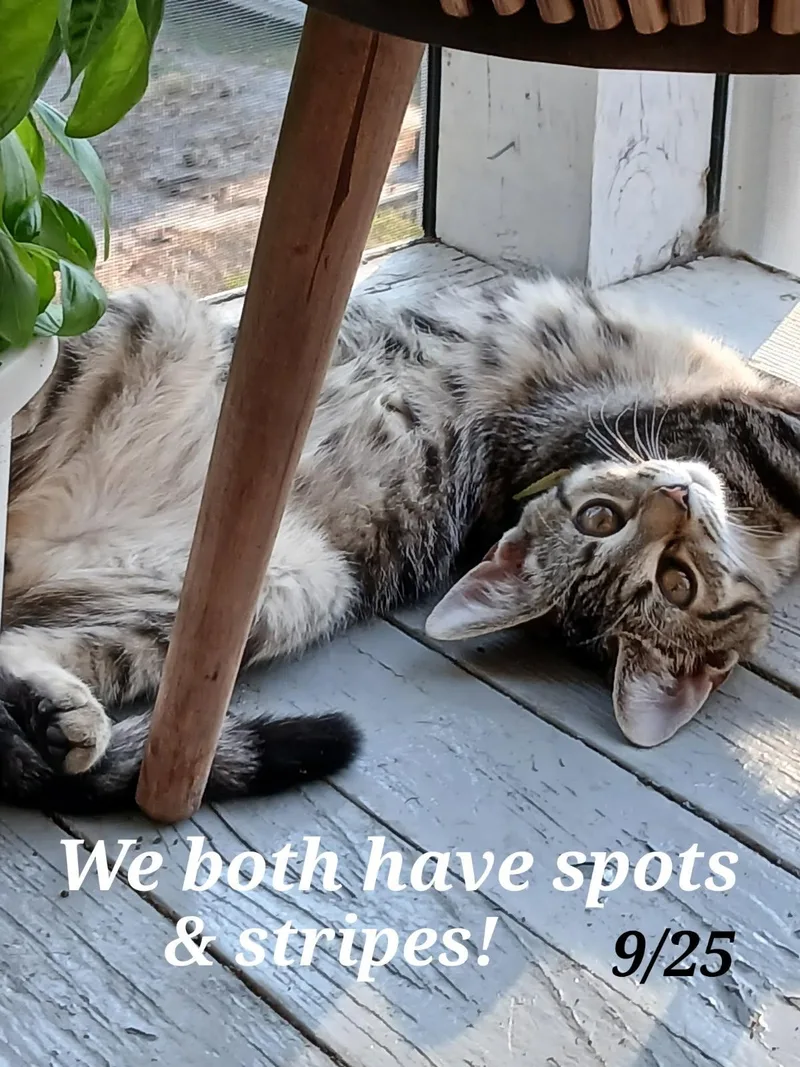 Atarah   And thumbnail 6