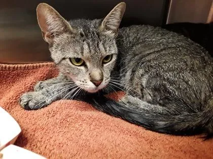 An adult large-sized female Domestic Short Hair cat named BigCat for adoption in Atlanta, GA