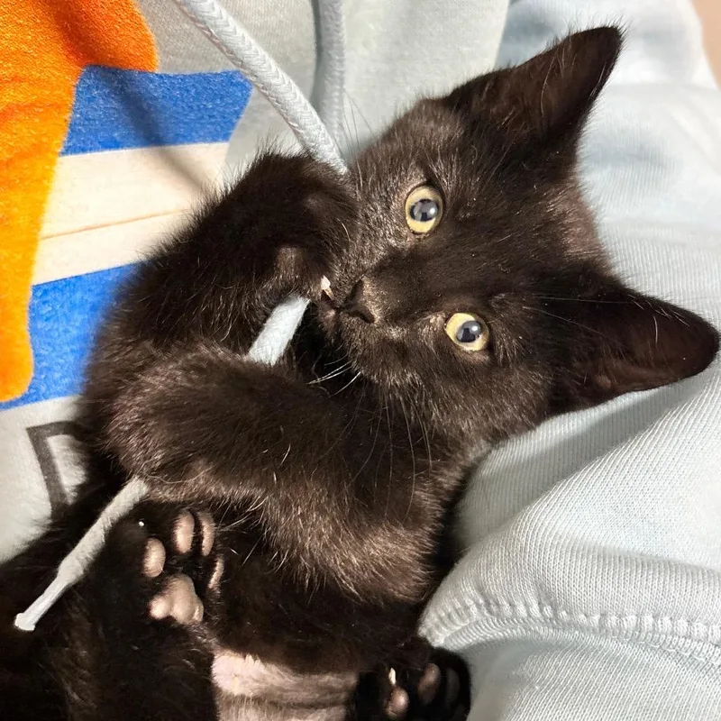 A baby small-sized female Black Domestic Medium Hair cat named Dorothy Ann for adoption in Commerce City, CO