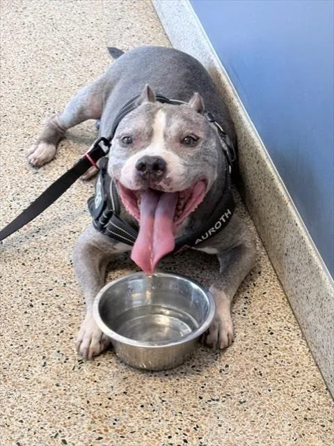 An adult medium-sized male Pit Bull Terrier dog named Bruno for adoption in Miami, FL