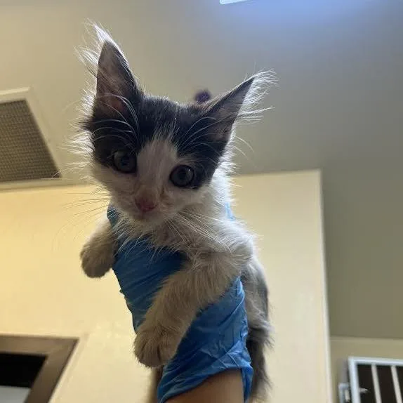 A baby small-sized female Calico Domestic Short Hair cat named Annadale for adoption in Durango, CO