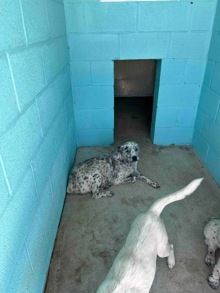 A young medium-sized female Australian Cattle Dog / Blue Heeler dog named Luna for adoption in Glen Rose, TX