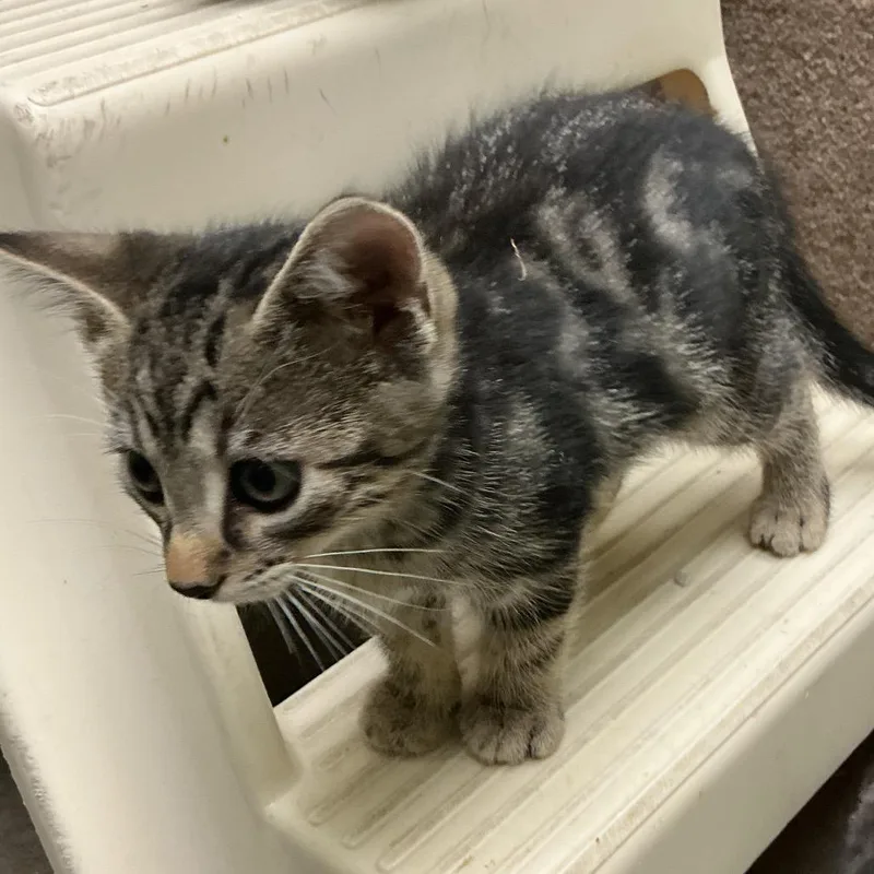 A baby small-sized female Gray / Blue / Silver Domestic Short Hair cat named Silver for adoption in Waynesburg, PA