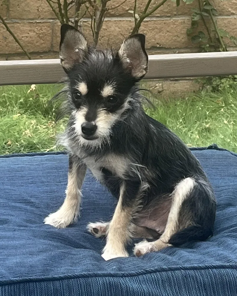 A baby small-sized male Schnauzer dog named Blackberry for adoption in Corona, CA