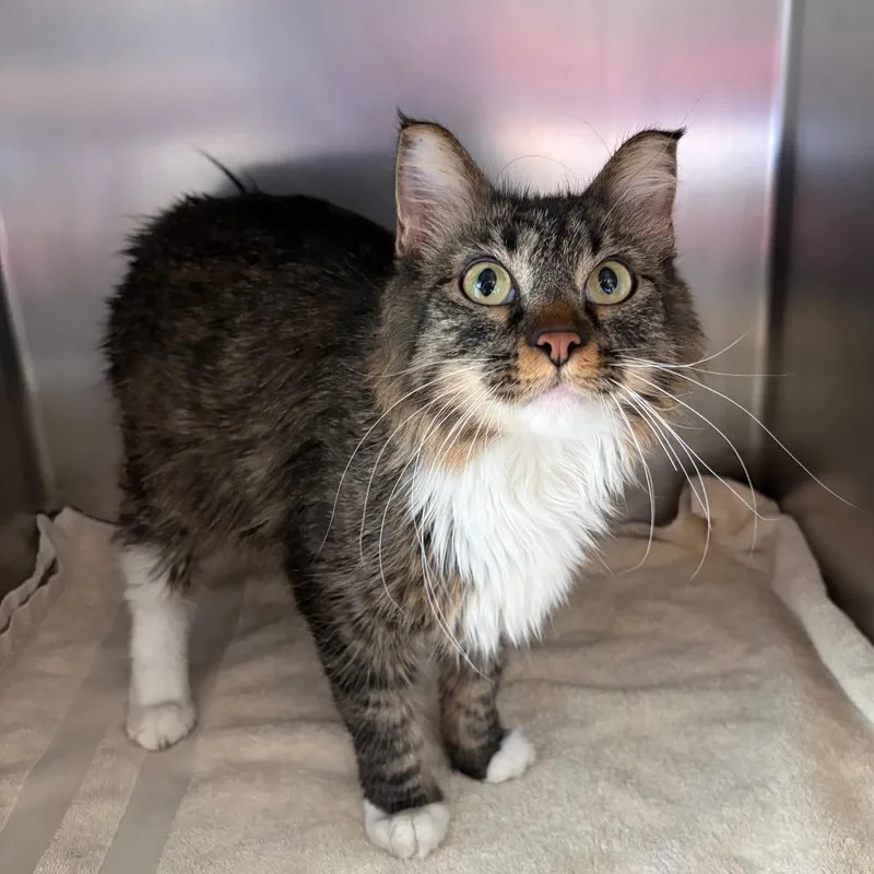 An adult medium-sized female Brown / Chocolate Domestic Long Hair cat named Fluffy for adoption in Council Bluffs, IA