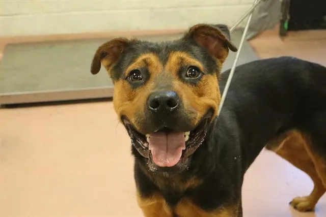 A young large-sized male Mixed Breed dog named Bang for adoption in Columbia, SC