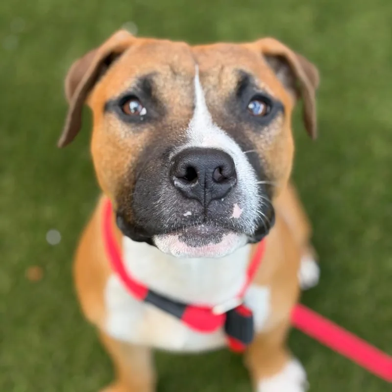 A young medium-sized male Brown / Chocolate Pit Bull Terrier dog named Mr Mann for adoption in Philadelphia, PA