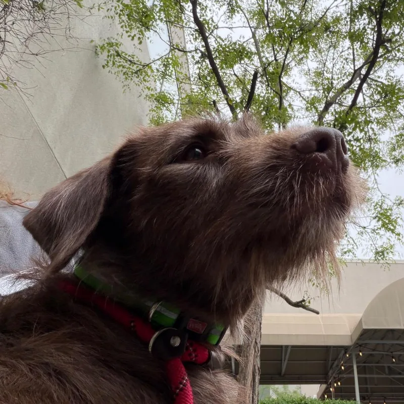 An adult medium-sized female Brown / Chocolate Mixed Breed dog named Buttercupz for adoption in Chicago, IL
