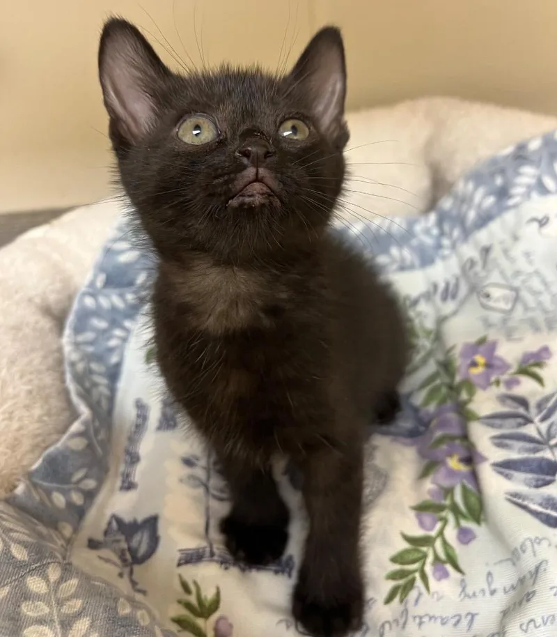 A baby medium-sized male Domestic Medium Hair cat named Def Leppard Rick  for adoption in Greeneville, TN