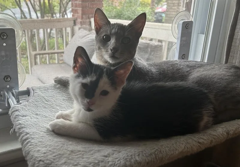 A baby small-sized female Black & White / Tuxedo Domestic Short Hair cat named Rosie for adoption in Greenbelt, MD
