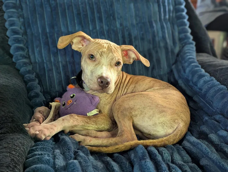 A baby medium-sized male American Staffordshire Terrier dog named Nemo for adoption in Tonawanda, NY
