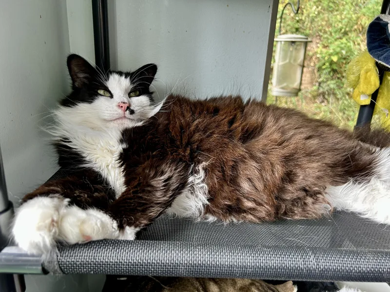 An adult medium-sized female Black Domestic Long Hair cat named Tilly for adoption in Grand Rapids, MI