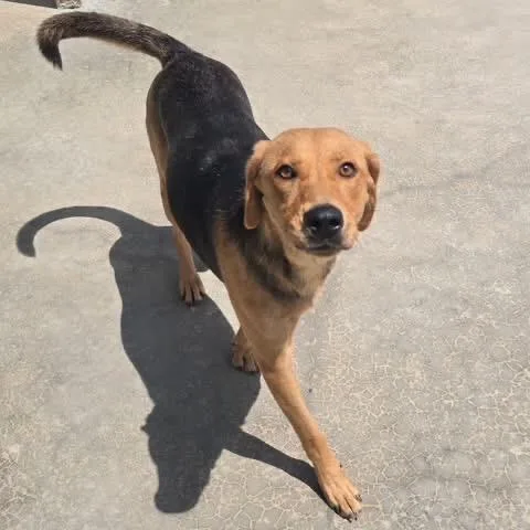 An adult medium-sized female Yellow / Tan / Blond / Fawn Mountain Cur dog named Ossa  U for adoption in Tupelo, MS