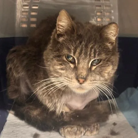 A senior small-sized male Gray / Blue / Silver Domestic Short Hair cat named Ogden for adoption in Salt Lake City, UT